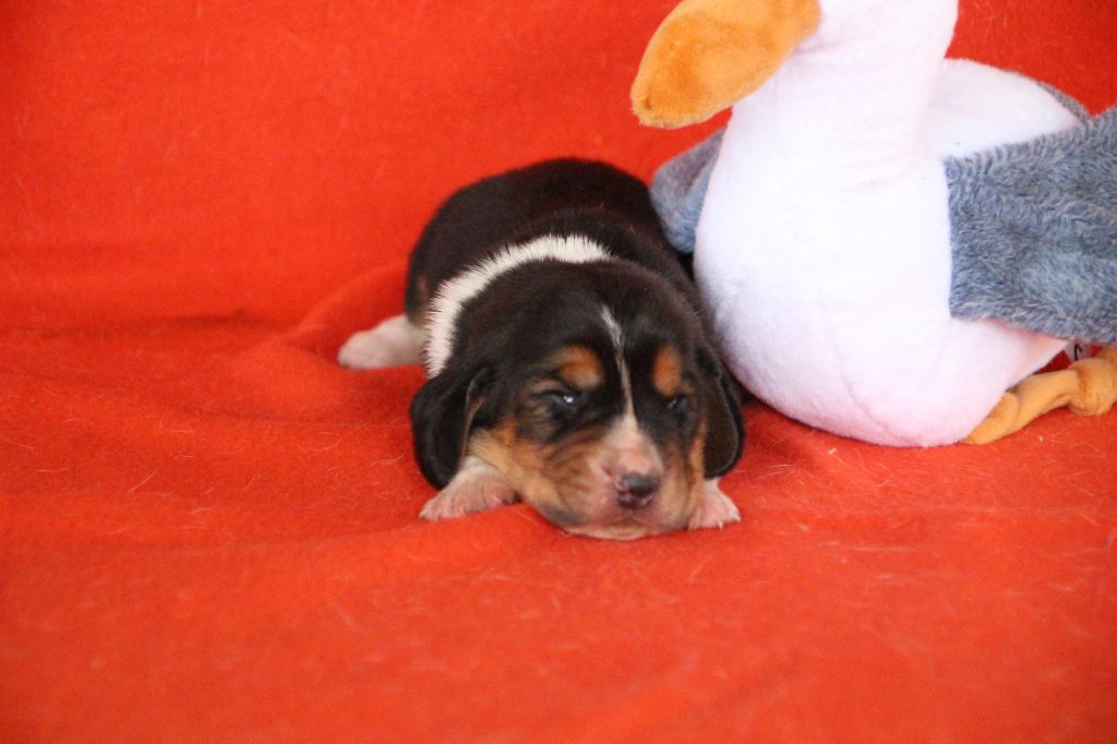 Des sources sacrees - Chiots disponibles - Basset Hound