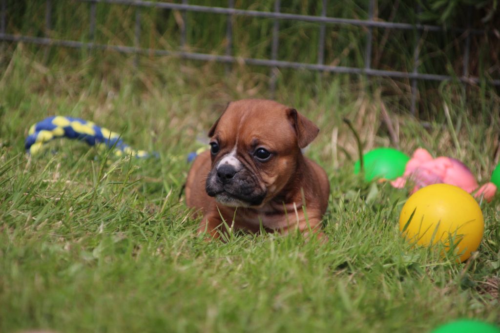 Des sources sacrees - Chiots disponibles - Bulldog continental