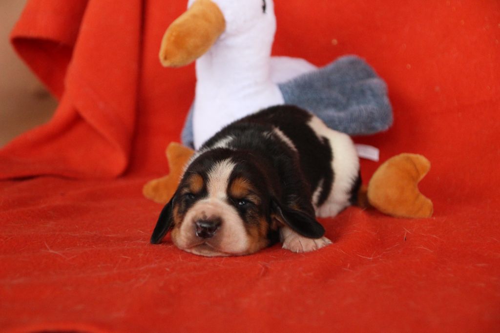 Des sources sacrees - Chiots disponibles - Basset Hound