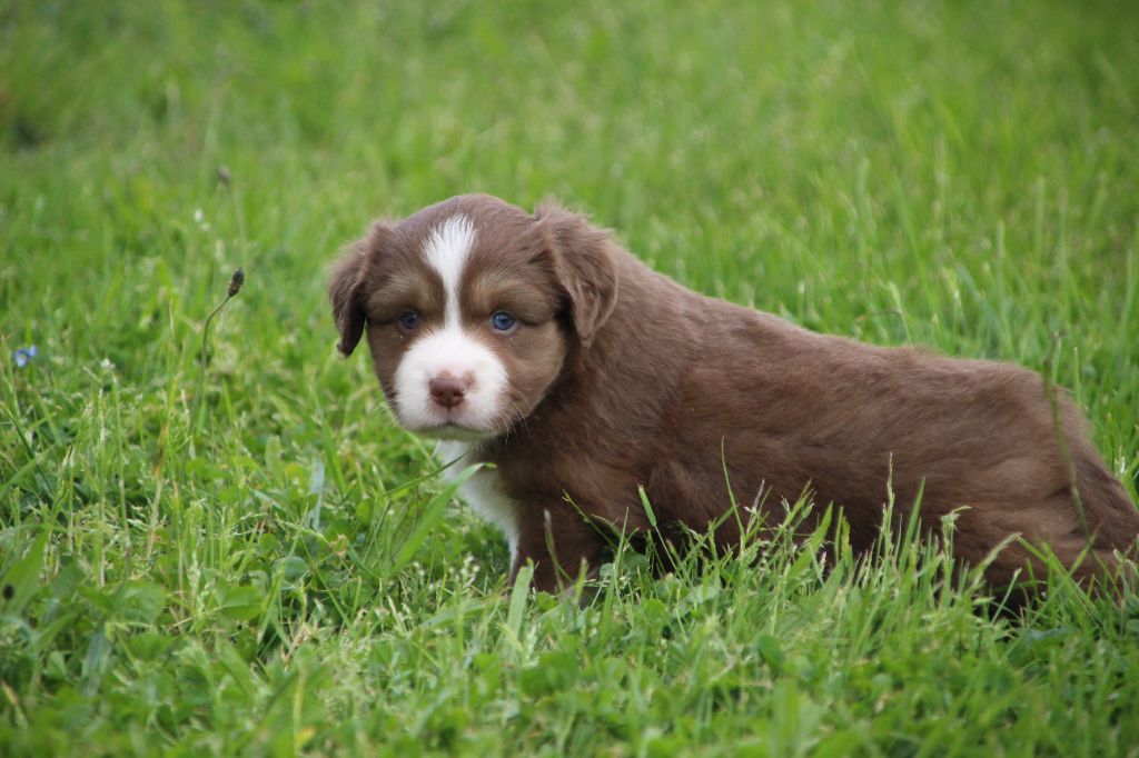 Des sources sacrees - Chiots disponibles - Berger Américain Miniature 
