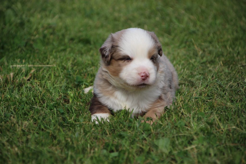 Des sources sacrees - Chiots disponibles - Berger Américain Miniature 