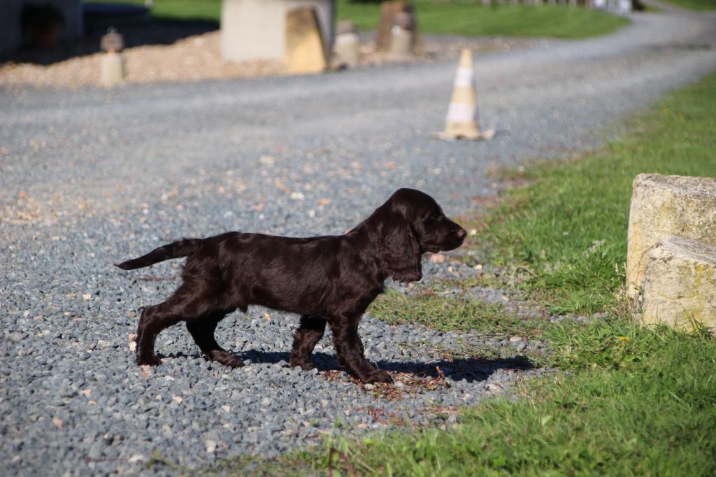 Des sources sacrees - Chiots disponibles - Chien d'Oysel allemand