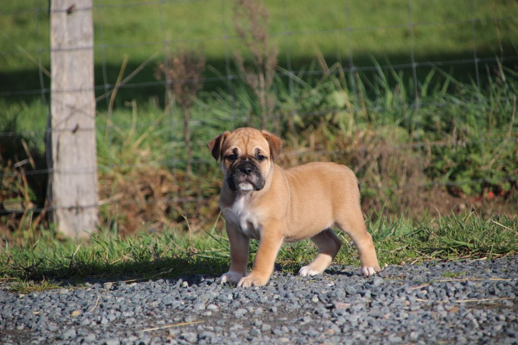 Chiot Bulldog continental Des sources sacrees