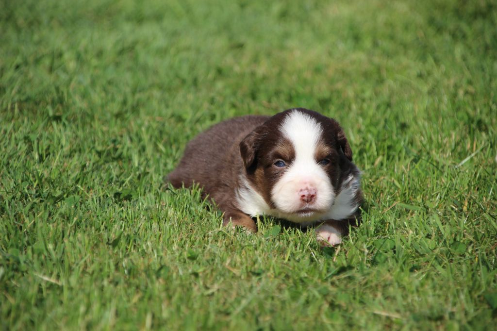 Des sources sacrees - Chiots disponibles - Berger Américain Miniature 