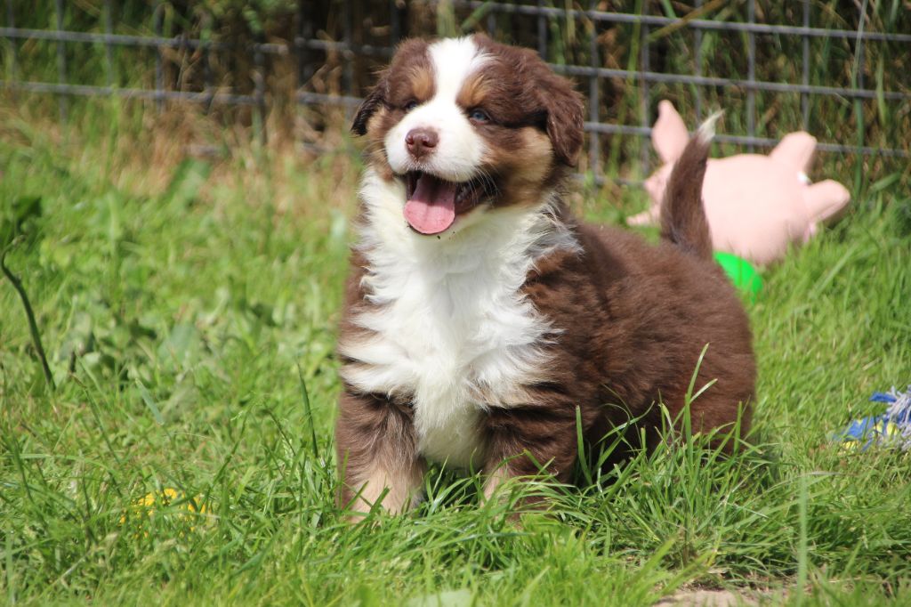 Des sources sacrees - Chiots disponibles - Berger Américain Miniature 
