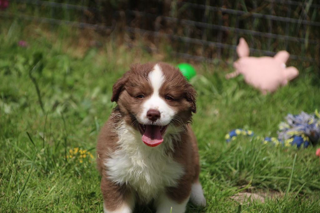 Des sources sacrees - Chiots disponibles - Berger Américain Miniature 