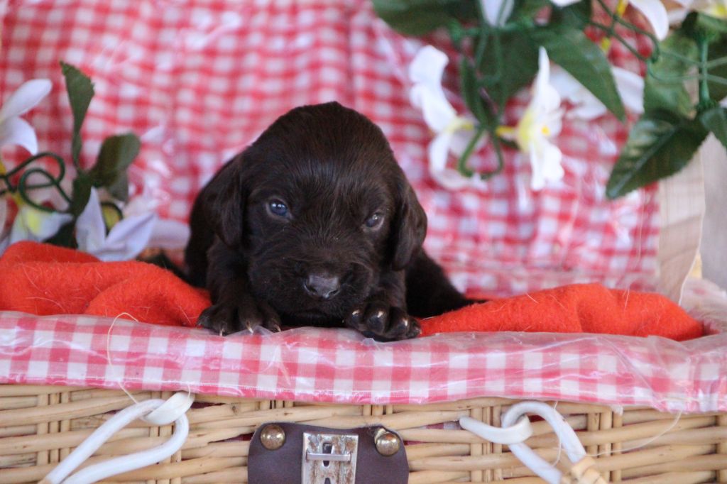 Des sources sacrees - Chiots disponibles - Chien d'Oysel allemand