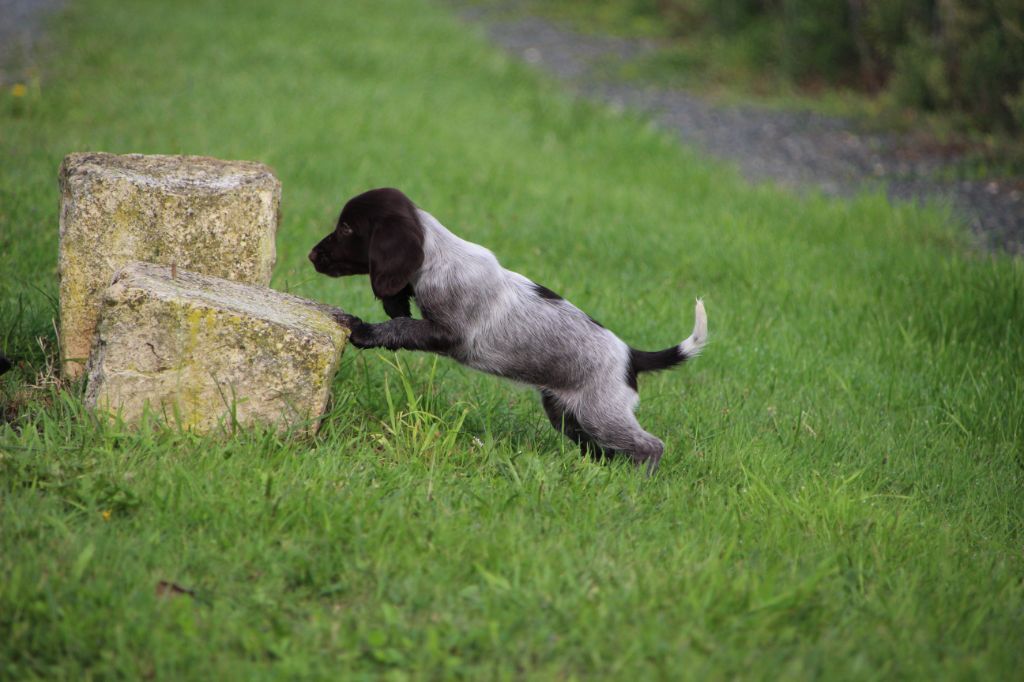 Des sources sacrees - Chiots disponibles - Chien d'Oysel allemand