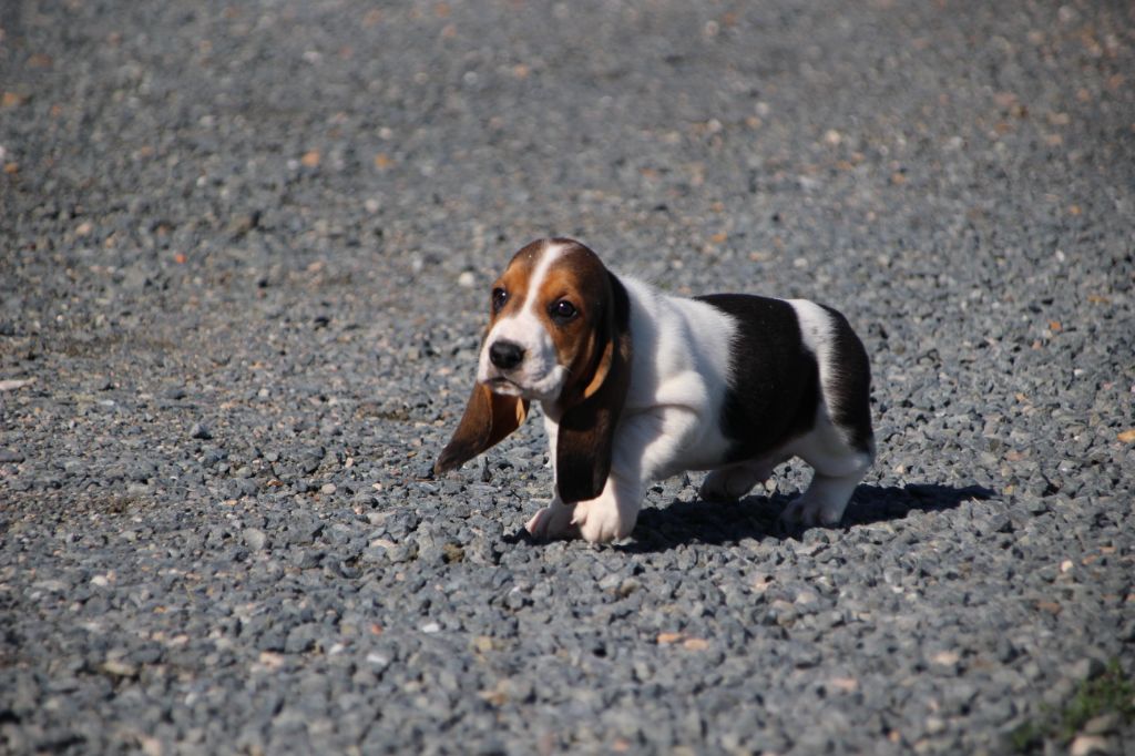 Des sources sacrees - Chiots disponibles - Basset Hound