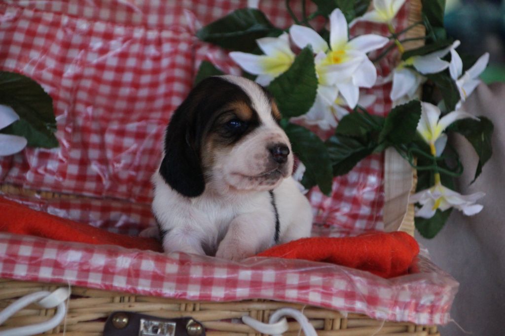 Des sources sacrees - Chiots disponibles - Basset Hound